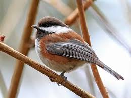 Chestnut-backed Chickadee