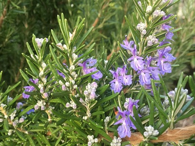 Rosemary in bloom