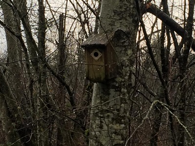 Nest box in a park